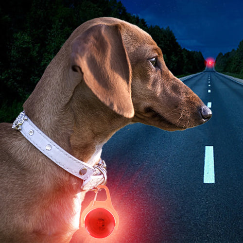 Collier LED Lumineux pour Chat- Sécurité la Nuit